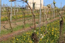 Familienweingut Dechent_Turm_Fruehling Familienweingut Dechent_Turm_Fruehling