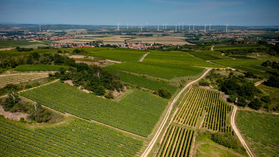 Siefersheimer Goldenes Horn Siefersheimer Goldenes Horn