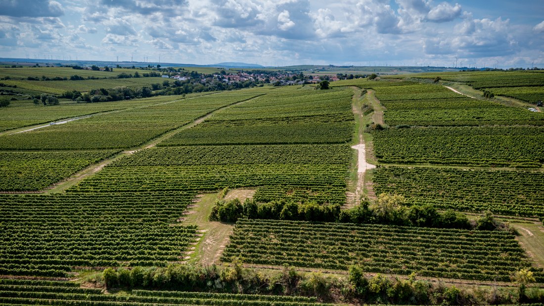 Bechtheimer Geyersberg Bechtheimer Geyersberg