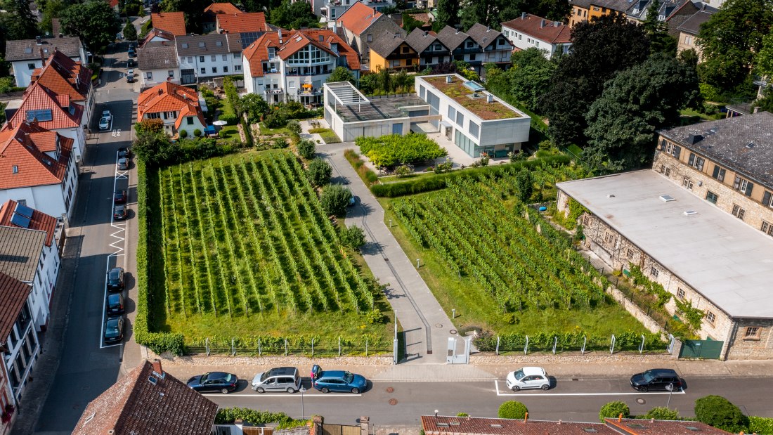 Ingelheimer Sonnenberg-DJI_0034.DNG, © Torsten Silz Ingelheimer Sonnenberg-DJI_0034.DNG, © Torsten Silz