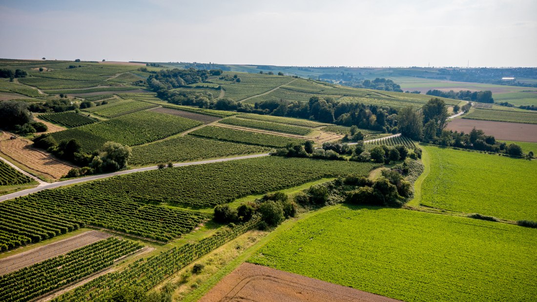 Saulheimer Schloßberg Saulheimer Schloßberg