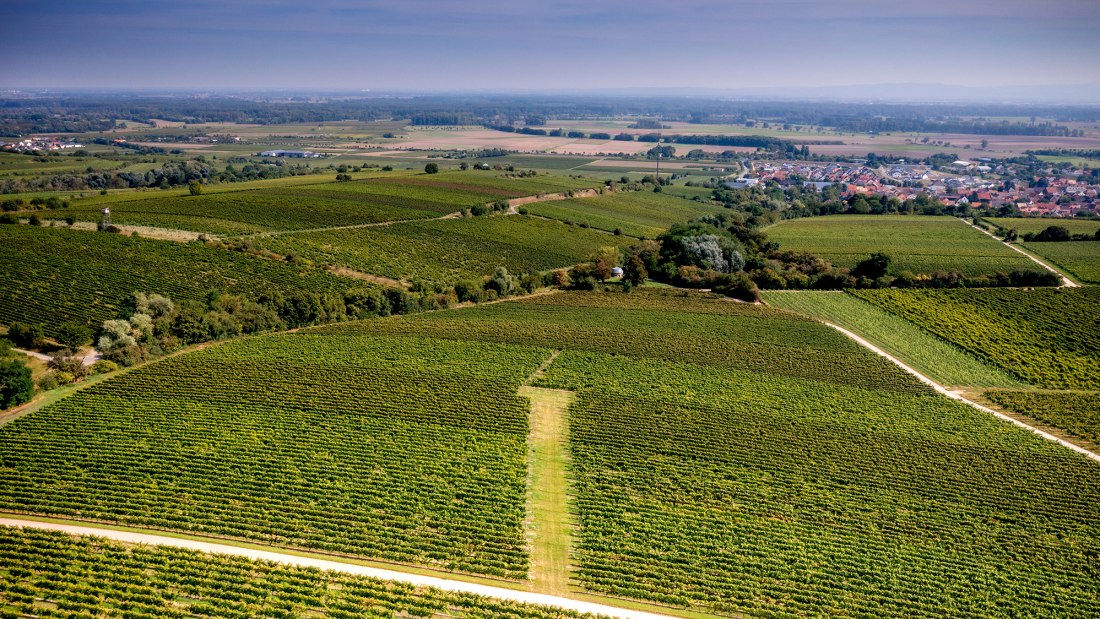 Guntersblumer Steig-Terrassen Guntersblumer Steig-Terrassen