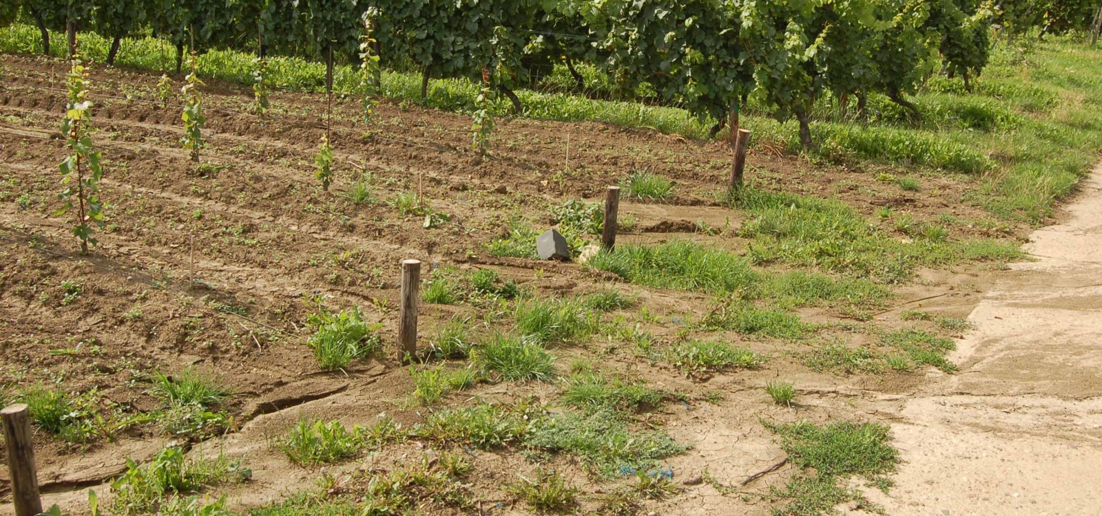 Erosion Löss Kolluvisol Erosion Löss Kolluvisol