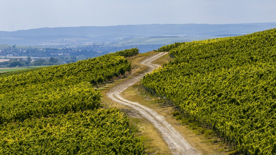 Gau-Bickelheimer Saukopf, © Torsten Silz Gau-Bickelheimer Saukopf, © Torsten Silz