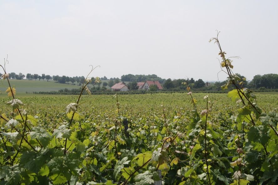 Weingut Bischmann_Weinberg, © Weingut Bischmann Weingut Bischmann_Weinberg, © Weingut Bischmann