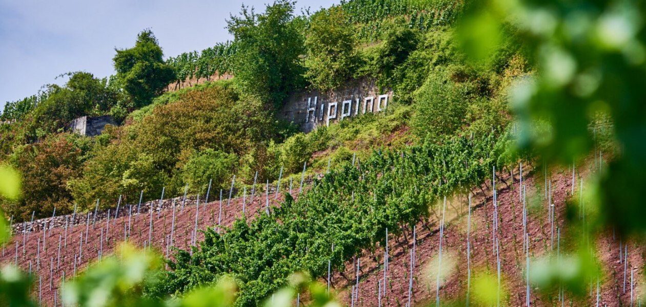 Weingut Manz_Hipping, © Weingut Manz Weingut Manz_Hipping, © Weingut Manz