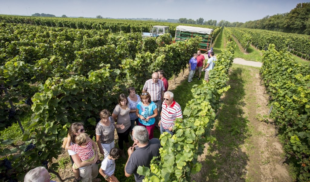 Weingut Helmut Best_Weinreben, © Weingut Helmut Best Weingut Helmut Best_Weinreben, © Weingut Helmut Best