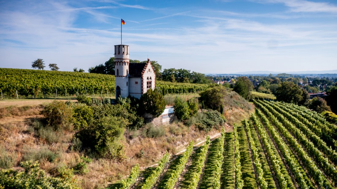 Osthofener Leckzapfen Osthofener Leckzapfen