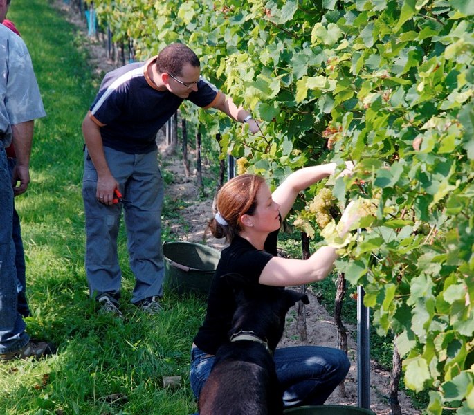 Weingut Lamberth_Weinlese, © Weingut Lamberth Weingut Lamberth_Weinlese, © Weingut Lamberth
