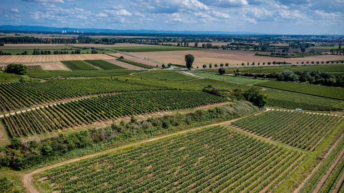 Bechtheimer Geyersberg Bechtheimer Geyersberg