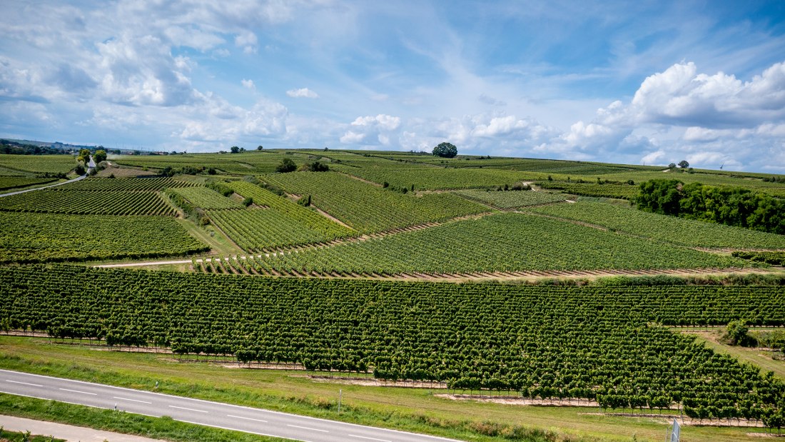 Bechtheimer Geyersberg Bechtheimer Geyersberg