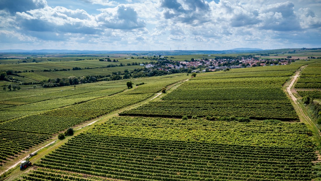 Bechtheimer Geyersberg Bechtheimer Geyersberg