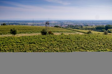 Guntersblumer Steig-Terrassen Guntersblumer Steig-Terrassen