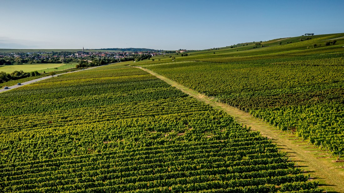 Bodenheimer Mönchspfad Bodenheimer Mönchspfad