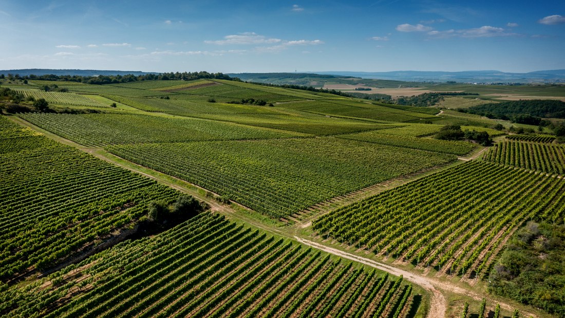 Siefersheimer Goldenes Horn Siefersheimer Goldenes Horn