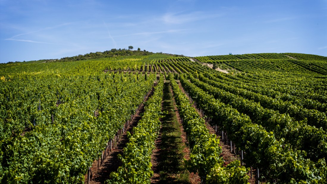 Bechtolsheimer Klosterberg, © Torsten Silz Bechtolsheimer Klosterberg, © Torsten Silz