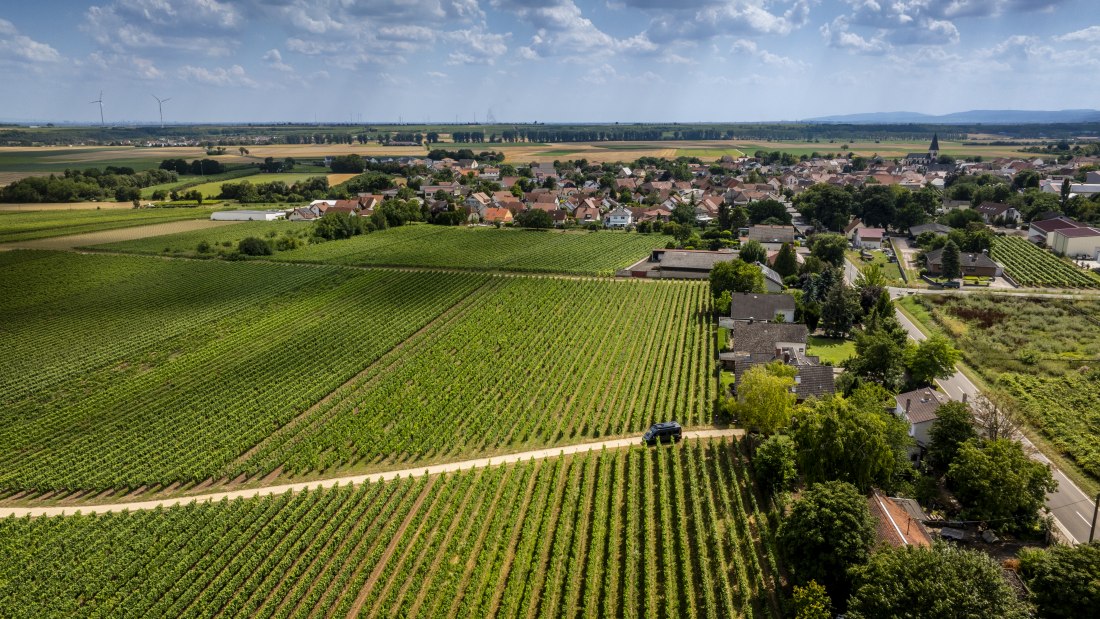 Gundheimer Hungerbiene, © Rheinhessenwein e.V., Torsten Silz Gundheimer Hungerbiene, © Rheinhessenwein e.V., Torsten Silz
