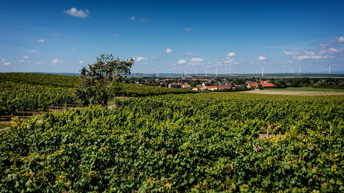 Armsheimer Goldstückchen Armsheimer Goldstückchen