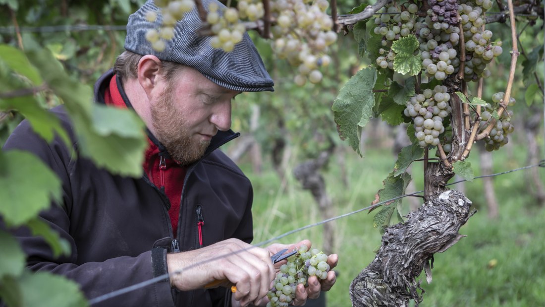 Weingut Wedekind_Winzer in den Reben, © Bernward Bertram Weingut Wedekind_Winzer in den Reben, © Bernward Bertram
