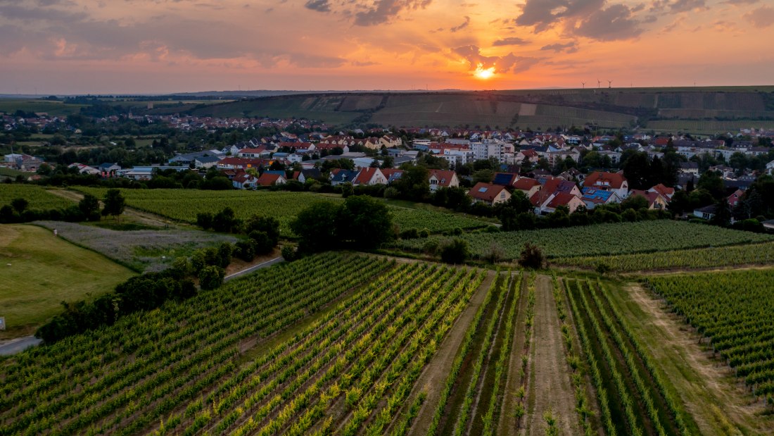 Nierstein Paterberg-DJI_0816-276, © Torsten Silz Nierstein Paterberg-DJI_0816-276, © Torsten Silz