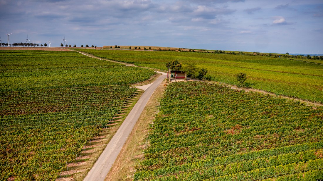 Weinheimer Kapellenberg Weinheimer Kapellenberg