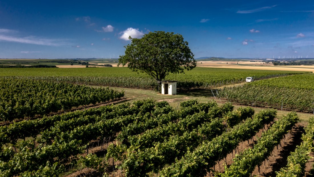 Friesenheimer Bergpfad Friesenheimer Bergpfad