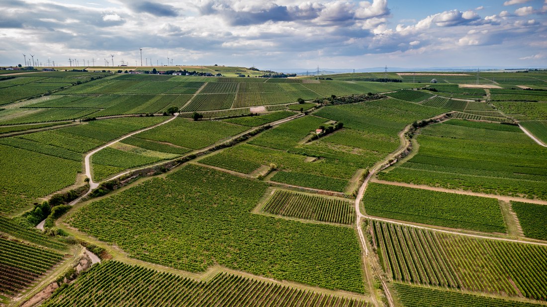 Westhofener Steingrube Westhofener Steingrube