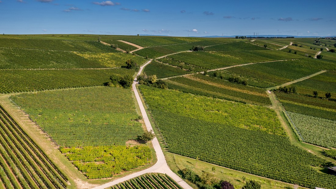 Bodenheimer Burgweg Bodenheimer Burgweg