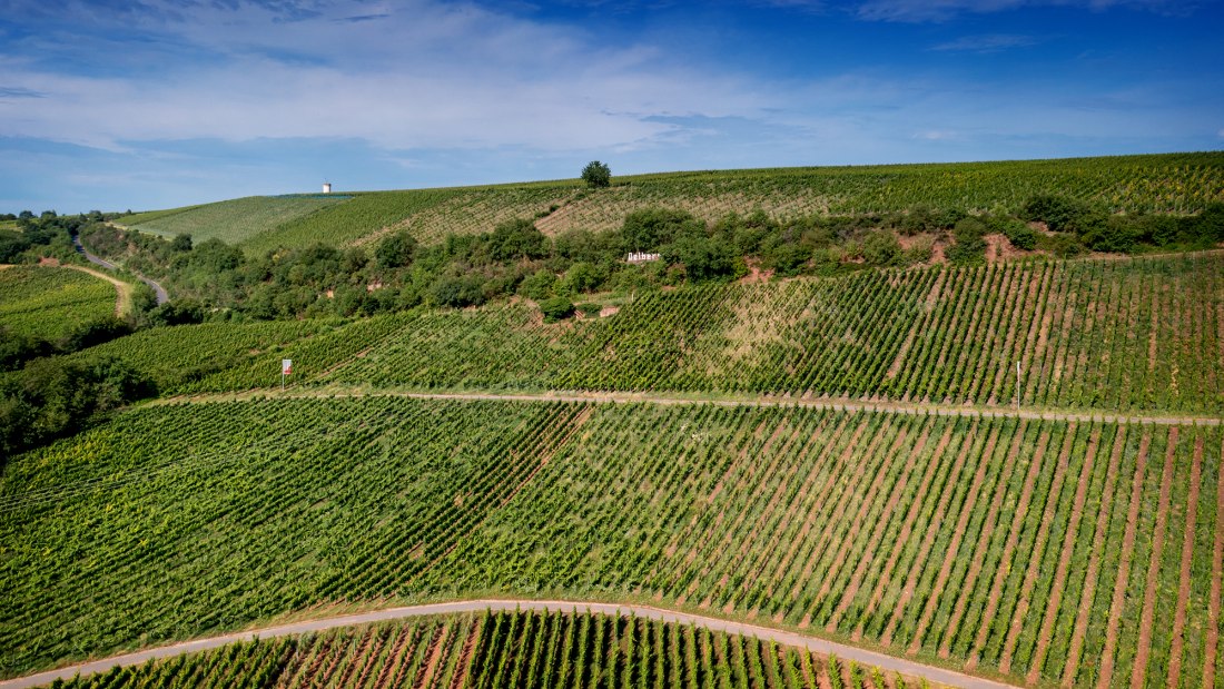 Niersteiner Ölberg Niersteiner Ölberg