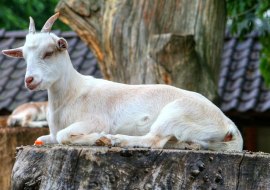 Goat, © Hans Bühler Goat, © Hans Bühler