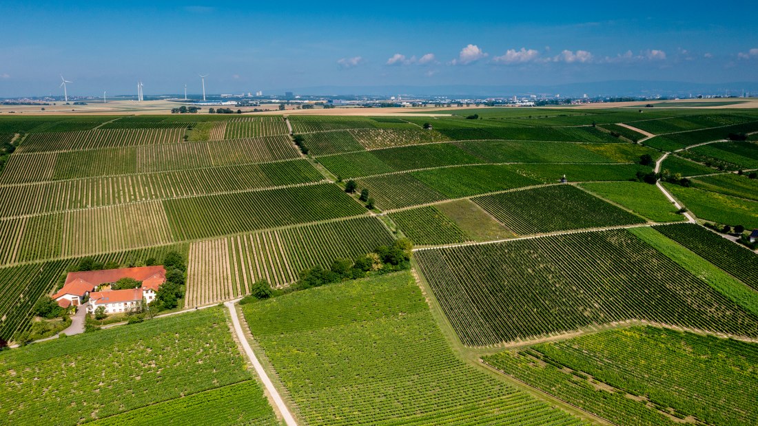 Bodenheimer Hoch Bodenheimer Hoch