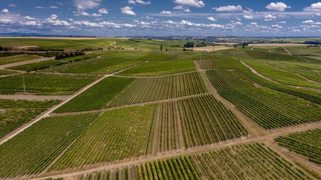 Gau-Weinheimer Geyersberg Gau-Weinheimer Geyersberg