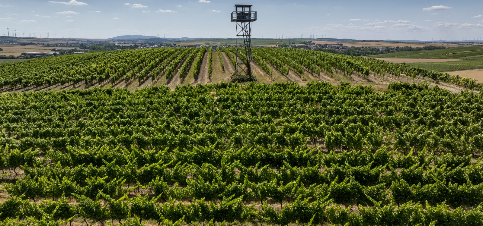 Gau-Odernheimer Ölberg, © Torsten Silz Gau-Odernheimer Ölberg, © Torsten Silz