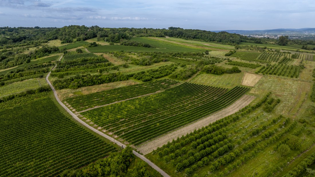 Heidesheimer Geißberg, © Torsten Silz Heidesheimer Geißberg, © Torsten Silz