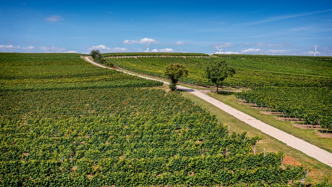Flonheimer Binger Berg Flonheimer Binger Berg