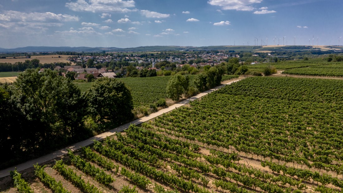 Monsheimer Rosengarten Monsheimer Rosengarten