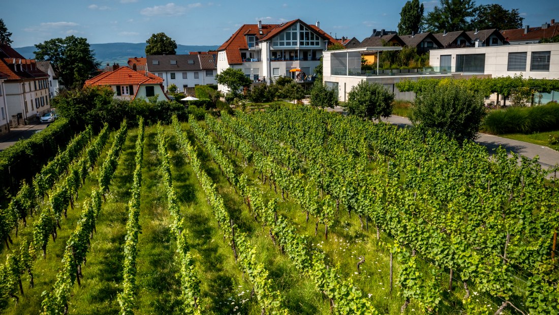 Ingelheimer Sonnenberg-DJI_0036.DNG, © Torsten Silz Ingelheimer Sonnenberg-DJI_0036.DNG, © Torsten Silz