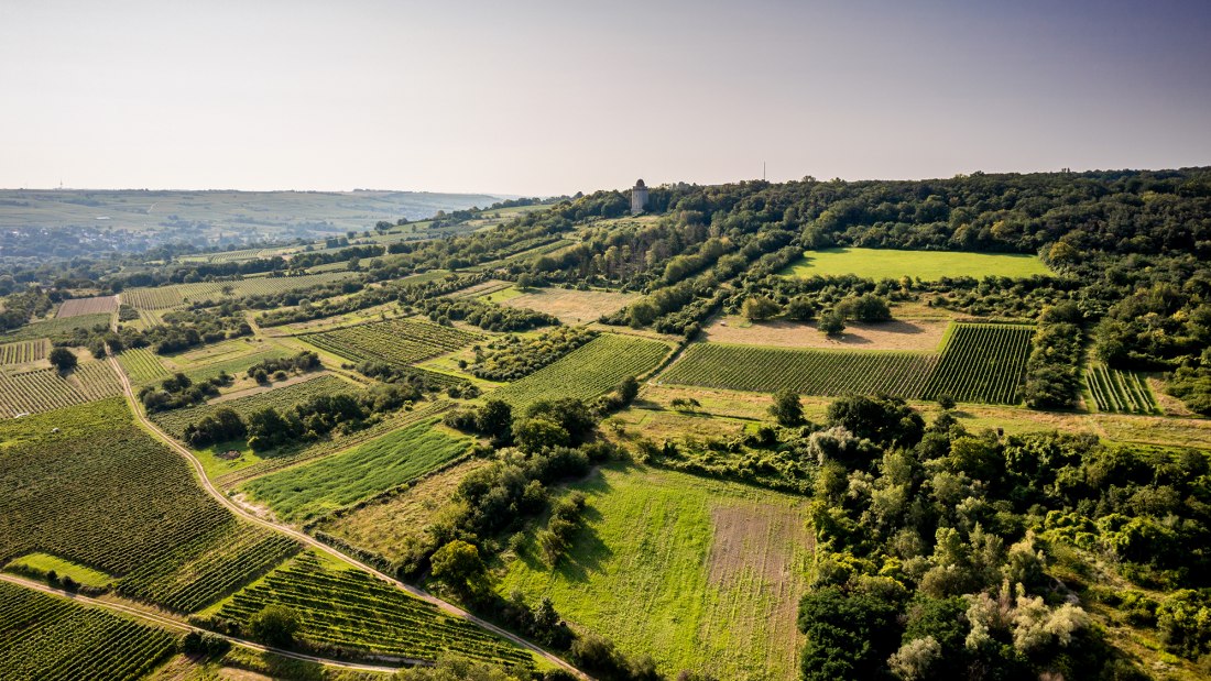 Gau-Algesheimer Steinert Gau-Algesheimer Steinert