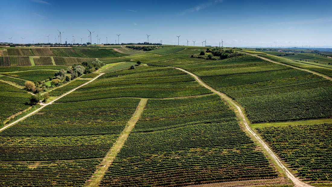 Armsheimer Goldstückchen Armsheimer Goldstückchen