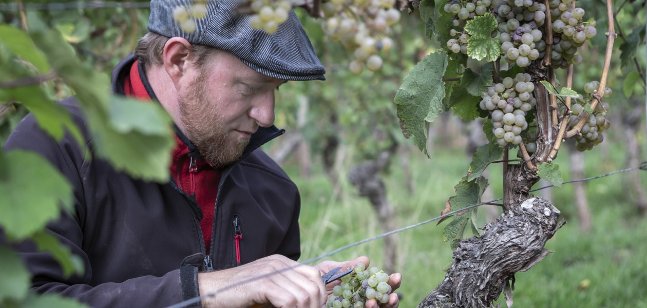 Weingut Wedekind_Winzer in den Reben, © Bernward Bertram Weingut Wedekind_Winzer in den Reben, © Bernward Bertram
