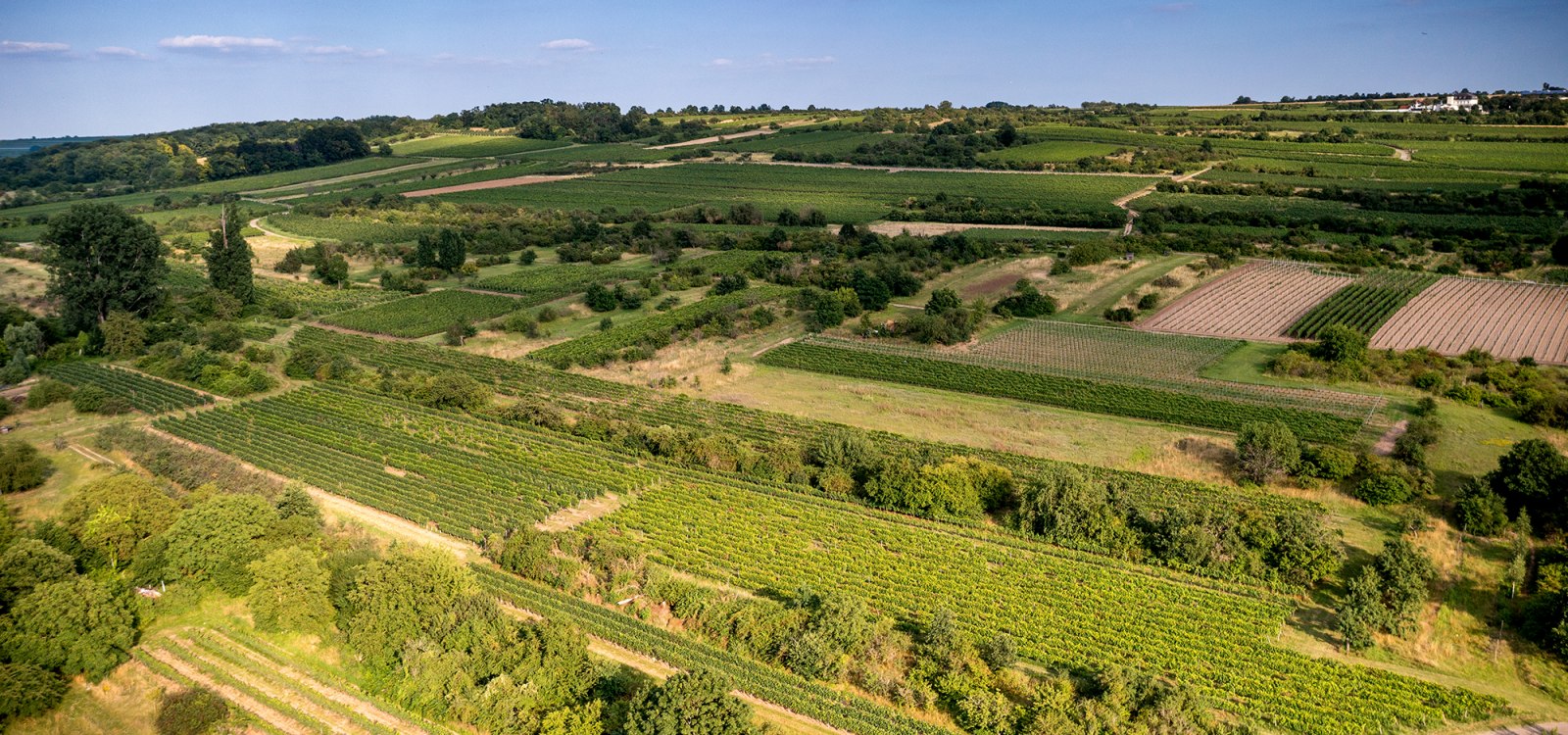 Ingelheimer Rotes Kreuz Ingelheimer Rotes Kreuz