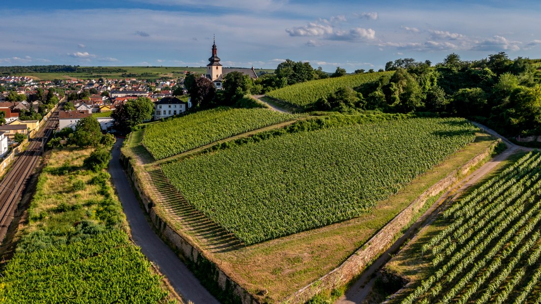 Niersteiner Zehnmorgen Niersteiner Zehnmorgen