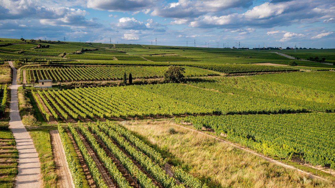 Westhofener Steingrube Westhofener Steingrube