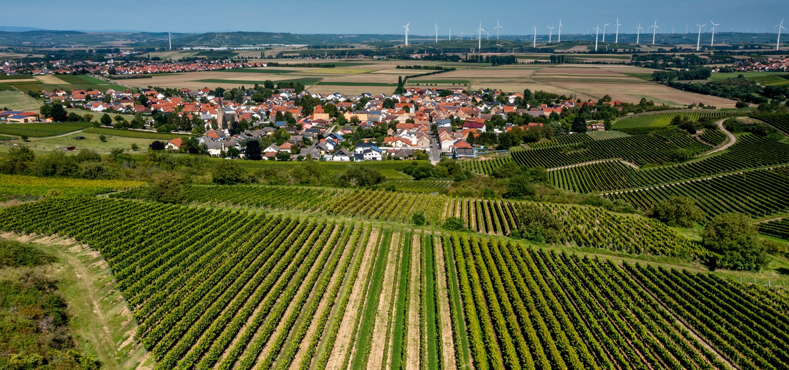 Siefersheimer Goldenes Horn Siefersheimer Goldenes Horn