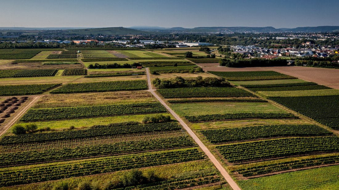 Grolsheimer Ölberg