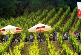Menschen sitzen unter Sonnenschirmen in einem Weinberg mit gr&uuml;nen Reben an einem sonnigen Tag