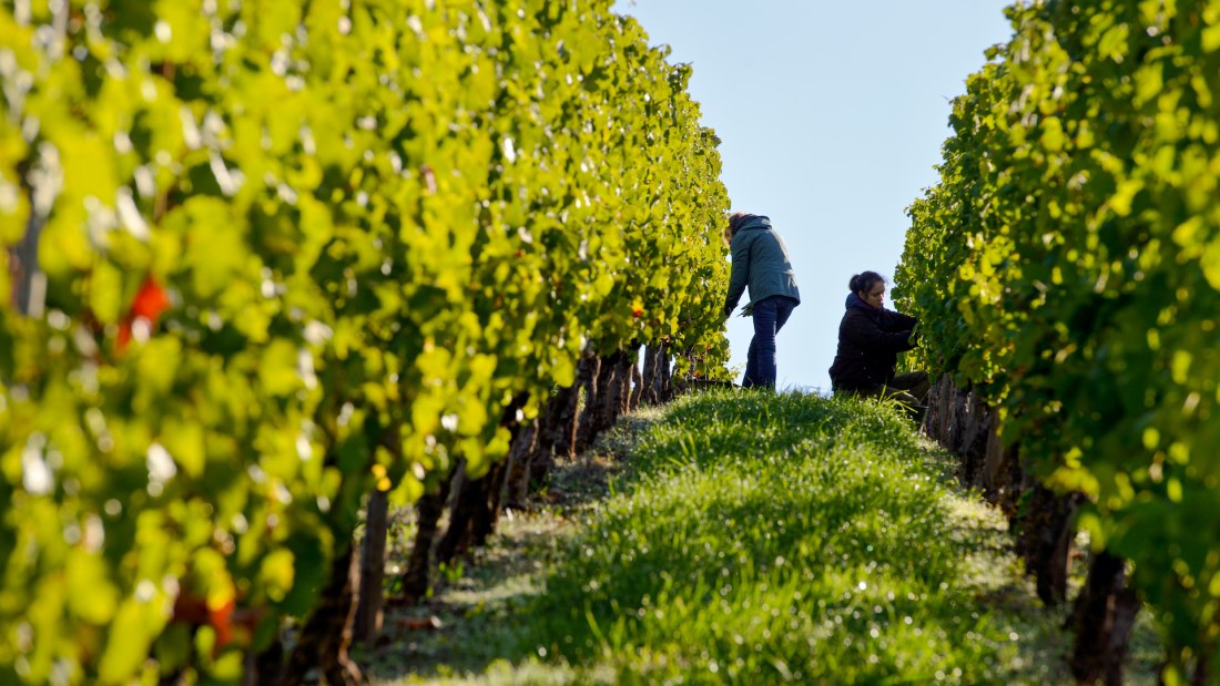Weingut Georg Gustav Huff_Arbeit im Weinberg, &copy; Weingut Georg Gustav Huff