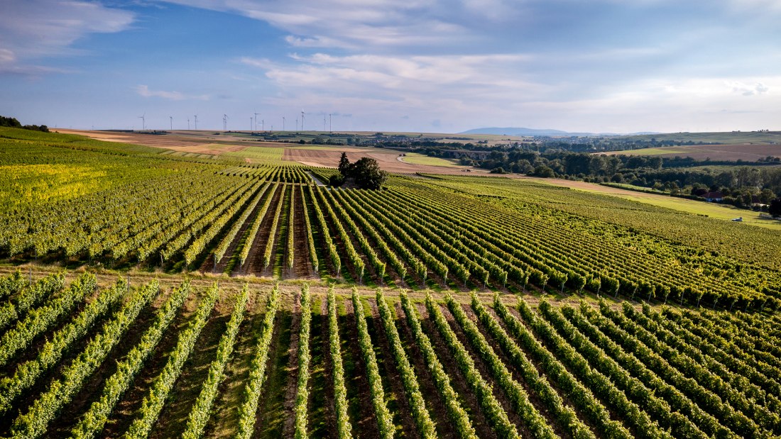 Dautenheimer Himmelacker