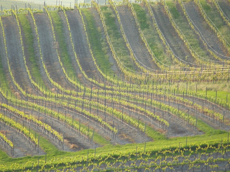 Weingut Schottenhof_Weinreben, © Weingut Schottenhof