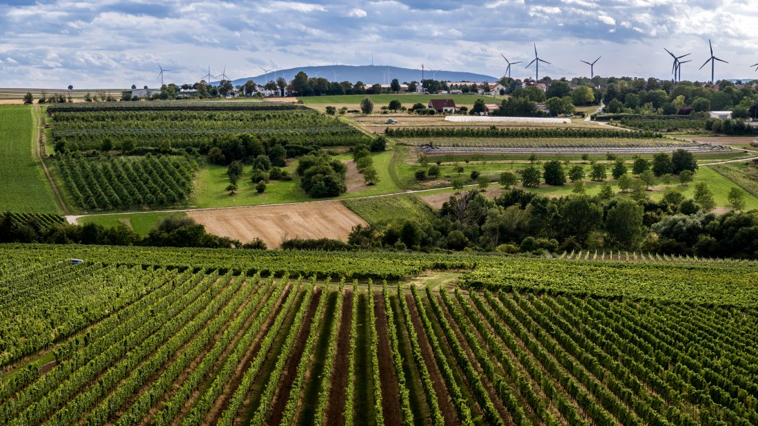 Ober-Fl&ouml;rsheimer Bl&uuml;cherpfad